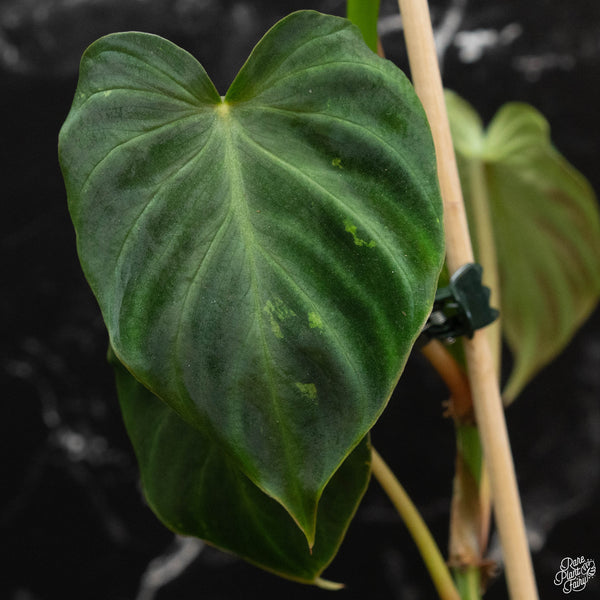 Philodendron verrucosum variegated (wk4-A)