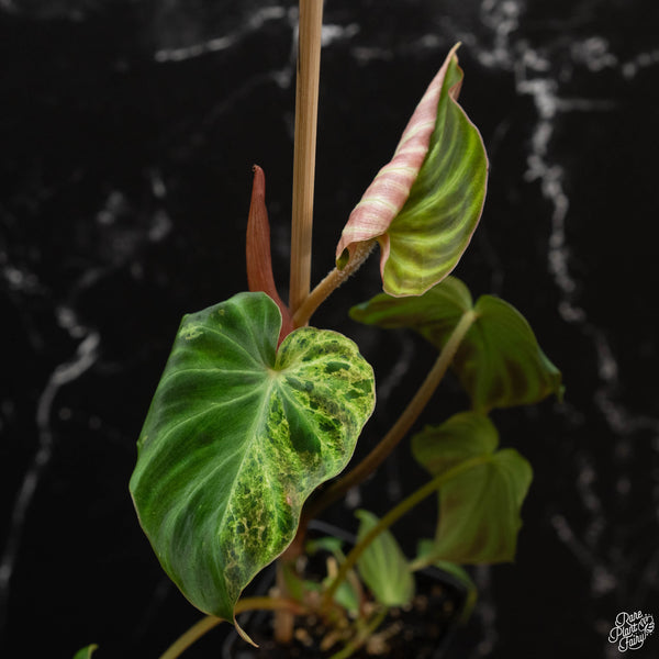 Philodendron verrucosum variegated (wk4-A)