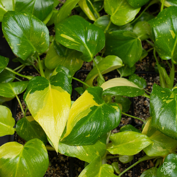 Philodendron warszewiczii variegated *Grower's choice*