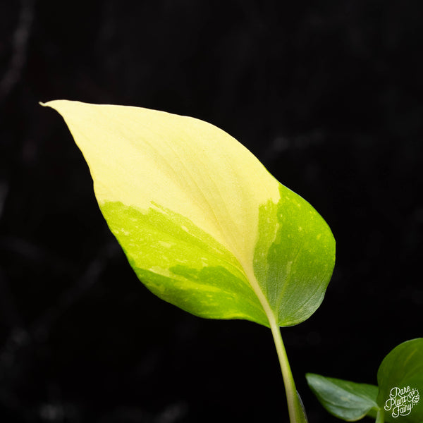 Philodendron warszewiczii variegated *Grower's choice*