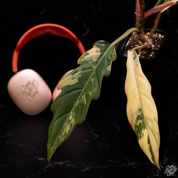 Philodendron 'Caramel Marble' (A50)