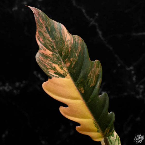 Philodendron 'Caramel Marble' (A50)