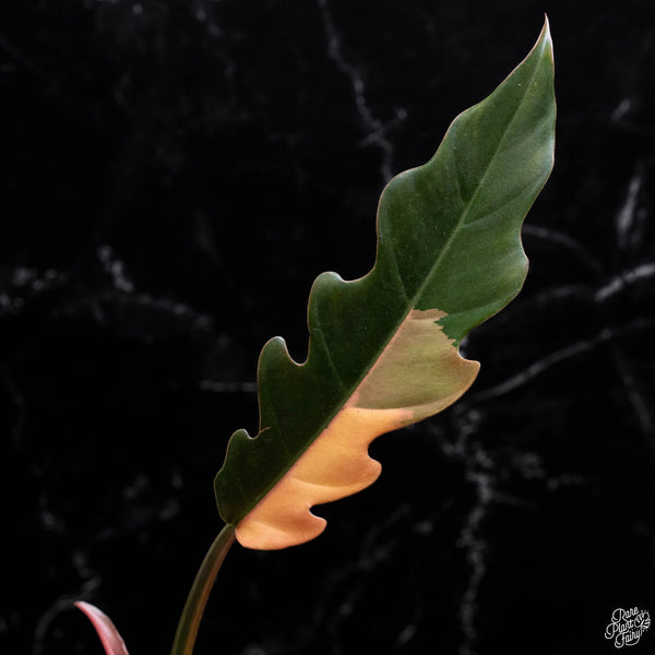 Philodendron 'Caramel Marble' (A51)