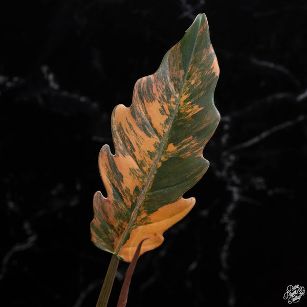 Philodendron 'Caramel Marble' (A51)