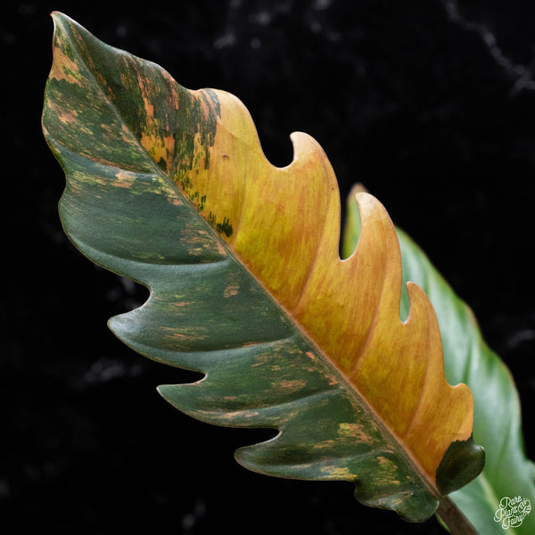 Philodendron 'Caramel Marble' (A52)