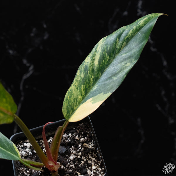 Philodendron 'Caramel Marble' (wk3-A)