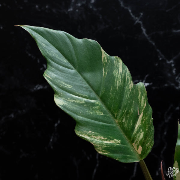 Philodendron 'Caramel Marble' (wk3-B)