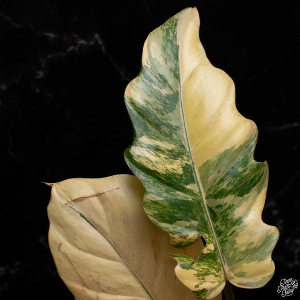 Philodendron 'Caramel Marble' (A49)