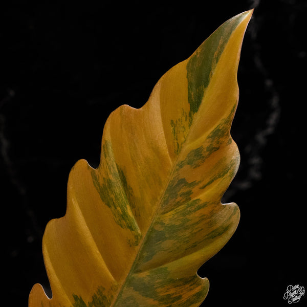 Philodendron 'Caramel Marble' (A49)