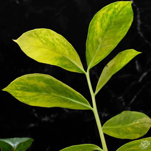 *WILD FORM* Zamioculcas zamiifolia "ZZ" variegated (wk4-A)