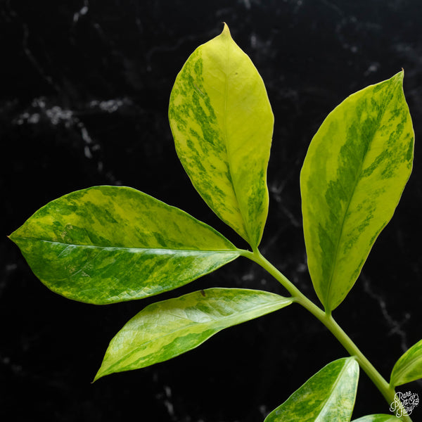 *WILD FORM* Zamioculcas zamiifolia "ZZ" variegated (wk4-A)