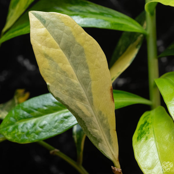 *WILD FORM* Zamioculcas zamiifolia "ZZ" variegated (wk4-A)