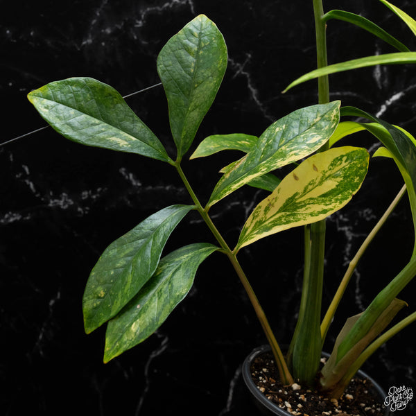 *WILD FORM* Zamioculcas zamiifolia "ZZ" variegated (wk4-A)