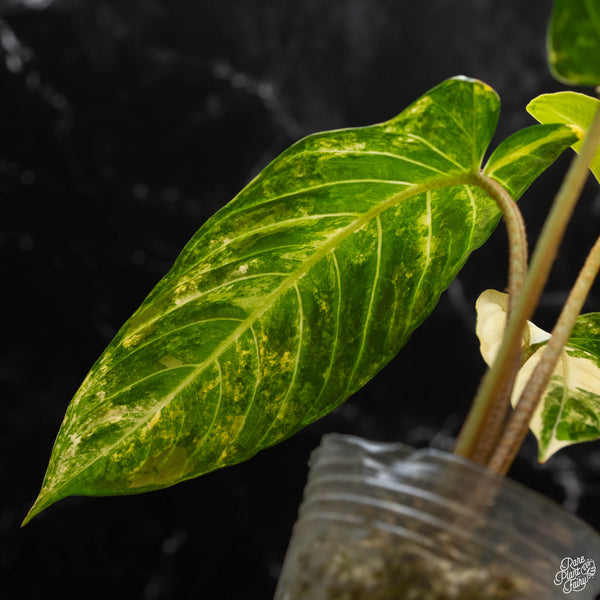 Phyllotaenium lindenii (previously named Xanthosoma lindenii) variegated (wk4-B)