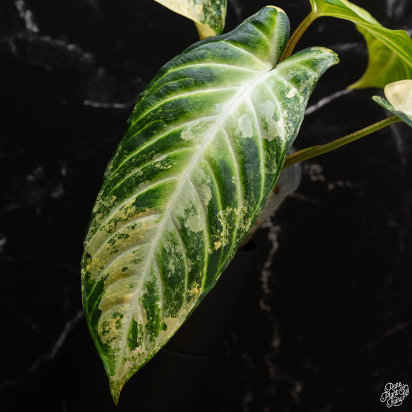 Phyllotaenium lindenii (previously named Xanthosoma lindenii) variegated (wk4-B)