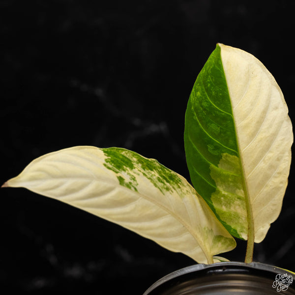 Phyllotaenium lindenii (previously named Xanthosoma lindenii) variegated (A50)