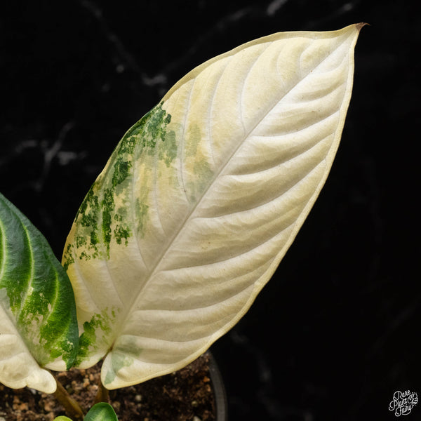 Phyllotaenium lindenii (previously named Xanthosoma lindenii) variegated (A50)