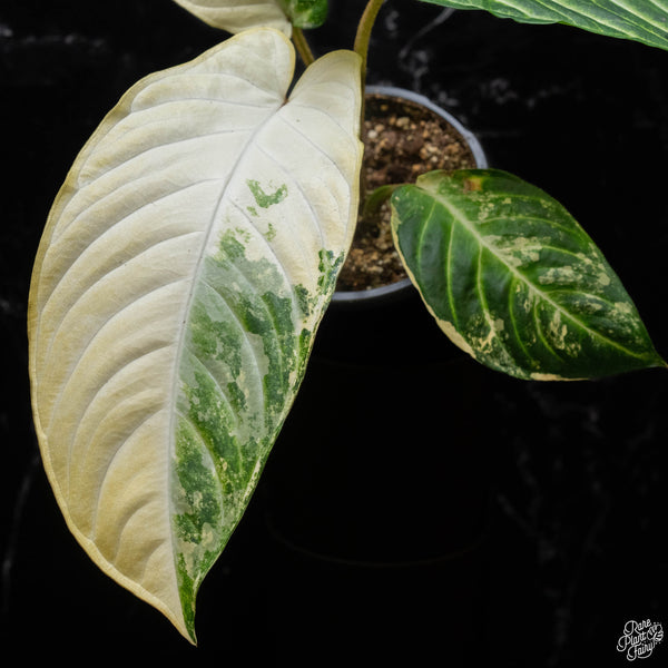 Phyllotaenium lindenii (previously named Xanthosoma lindenii) variegated (B51)