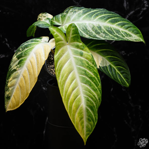 Phyllotaenium lindenii (previously named Xanthosoma lindenii) variegated (A52)