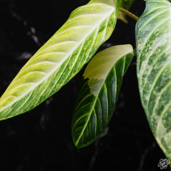 Phyllotaenium lindenii (previously named Xanthosoma lindenii) variegated (A52)