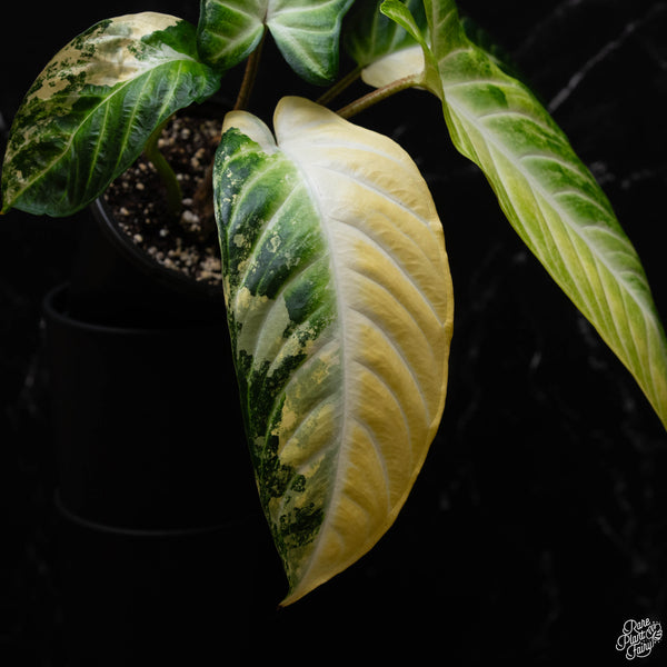 Phyllotaenium lindenii (previously named Xanthosoma lindenii) variegated (A52)