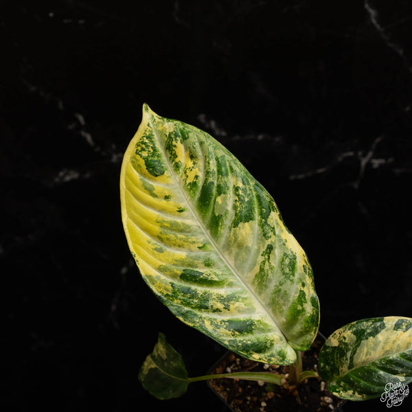 Phyllotaenium lindenii (previously named Xanthosoma lindenii) variegated (A48)