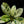 Load image into Gallery viewer, Plumeria rubra &#39;Maya&#39; variegated (A50)
