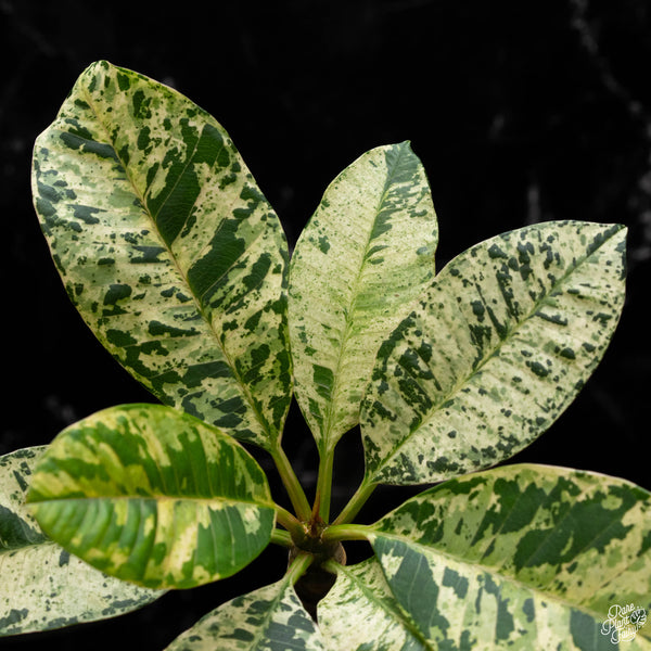 Plumeria rubra 'Maya' variegated (A50)