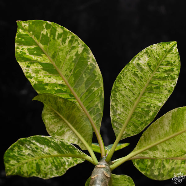 Plumeria rubra 'Maya' variegated (A50)