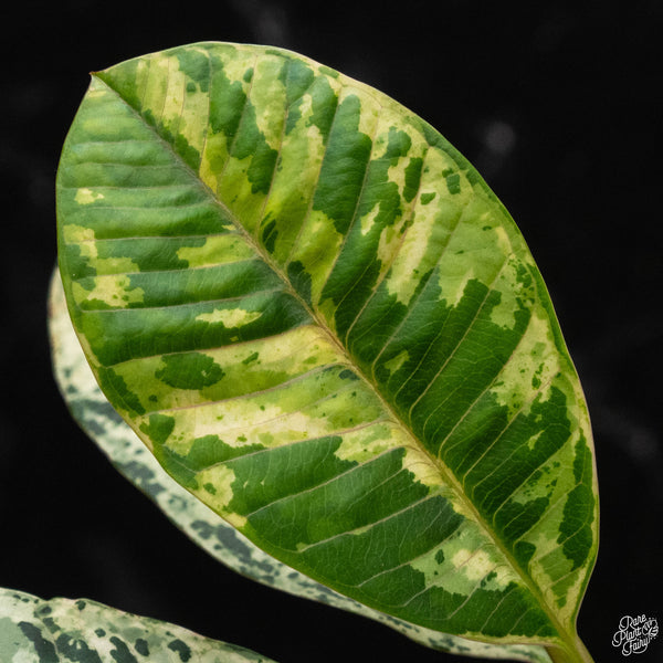 Plumeria rubra 'Maya' variegated (A50)