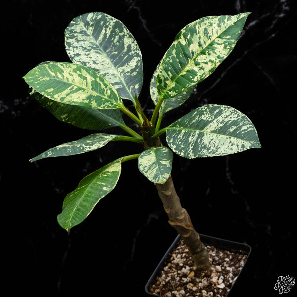 Plumeria rubra 'Maya' variegated (A51)