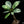 Load image into Gallery viewer, Plumeria rubra &#39;Maya&#39; variegated (A51)
