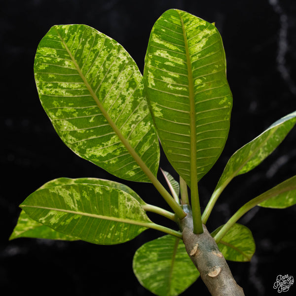 Plumeria rubra 'Maya' variegated (A51)