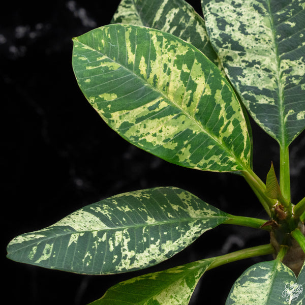 Plumeria rubra 'Maya' variegated (A51)