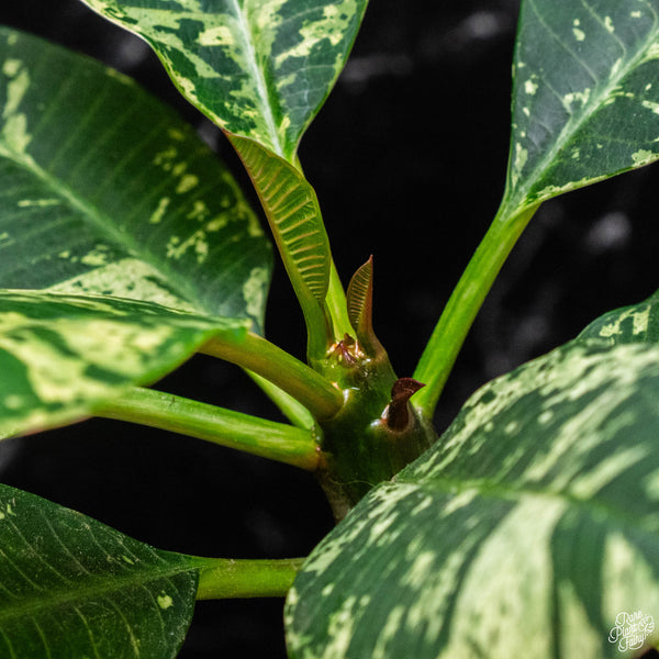 Plumeria rubra 'Maya' variegated (A51)