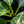 Load image into Gallery viewer, Plumeria rubra &#39;Maya&#39; variegated (A51)
