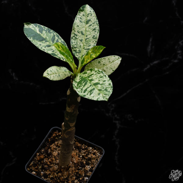 Plumeria rubra 'Maya' variegated (A52)