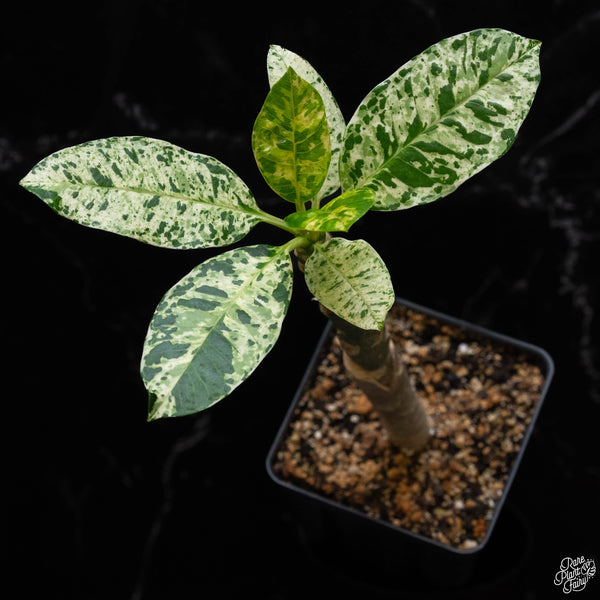 Plumeria rubra 'Maya' variegated (A52)