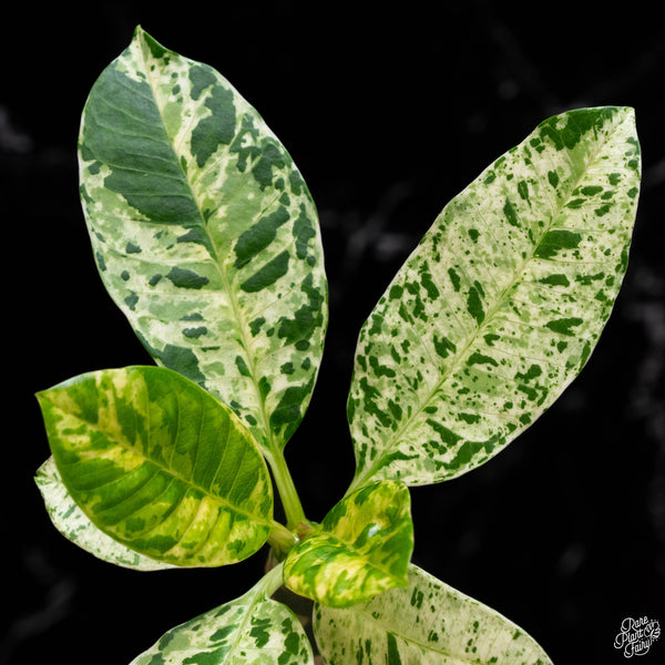 Plumeria rubra 'Maya' variegated (A52)