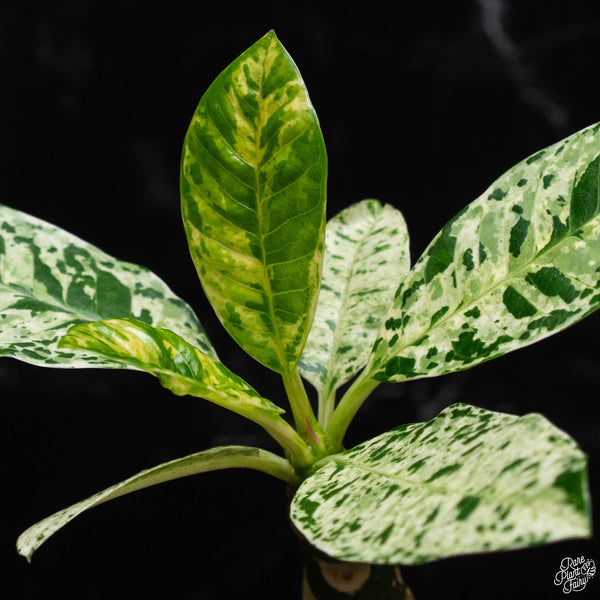 Plumeria rubra 'Maya' variegated (A52)