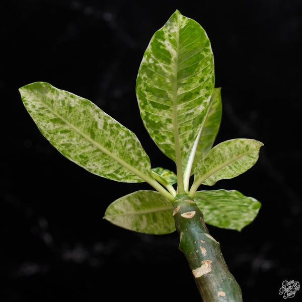 Plumeria rubra 'Maya' variegated (A52)