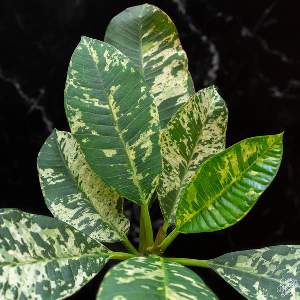 Plumeria rubra 'Maya' variegated (wk2-A)