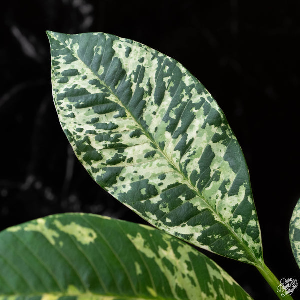 Plumeria rubra 'Maya' variegated (wk2-A)