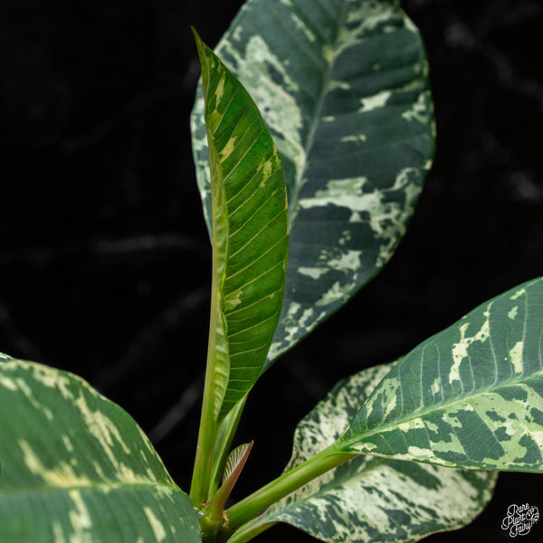 Plumeria rubra 'Maya' variegated (wk2-A)