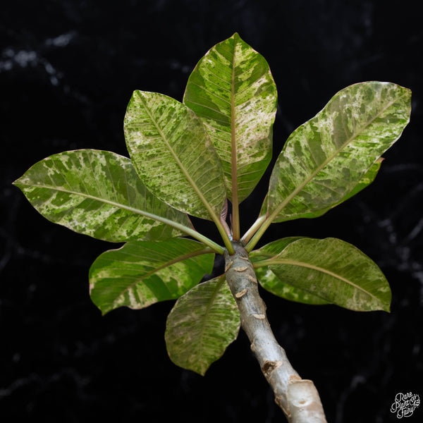 Plumeria rubra 'Maya' variegated (wk3-A)