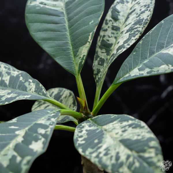 Plumeria rubra 'Maya' variegated (wk4-A)