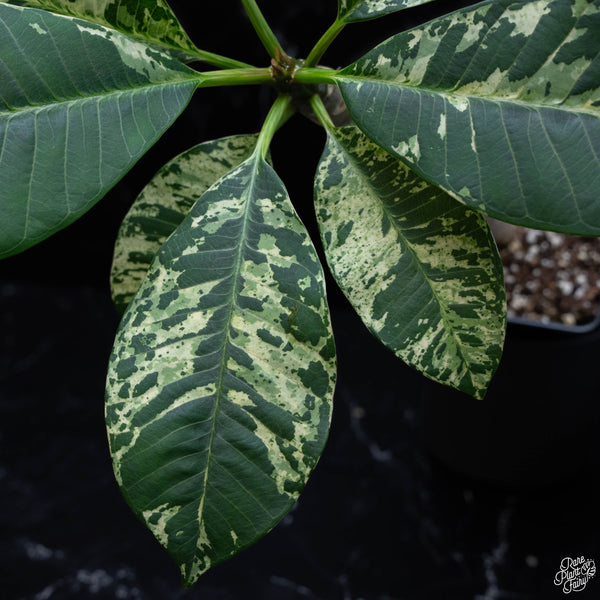 Plumeria rubra 'Maya' variegated (wk4-A)