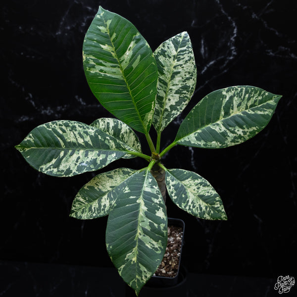 Plumeria rubra 'Maya' variegated (wk4-A)