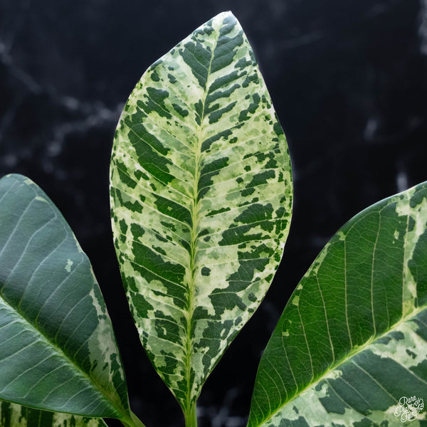 Plumeria rubra 'Maya' variegated (wk4-A)