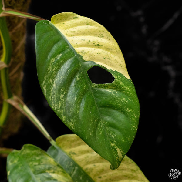 Rhaphidophora puberula albo variegated (B50)